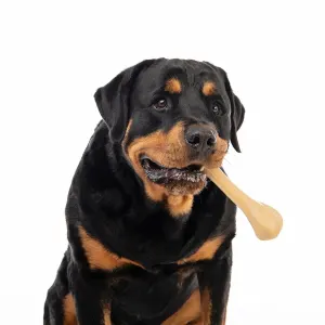 Rottweiler dog holding bone in mouth