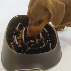 Sausage dog eating out of black slow feeder bowl