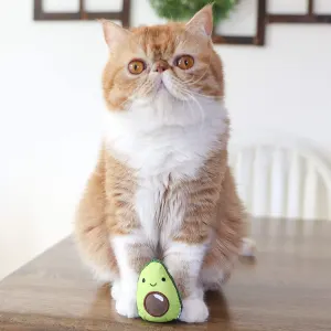 Dental Avo Cat Toy Lifestyle Picture with adult cat