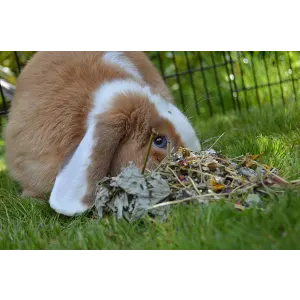 Naturals Summer Harvest Small Pet Treat lifestyle with brown and white bunny