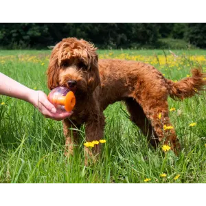 cocker dog in grass with orange and clear treat toy