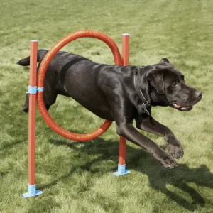 black dog jumping through orange hoop agility kit