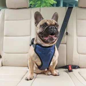 Happy Ride Dog Safety Harness blue and black harness lifestyle with brown frenchie
