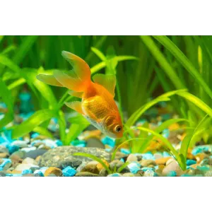 Tetra Goldfish Flakes gold fish in water by pebbles