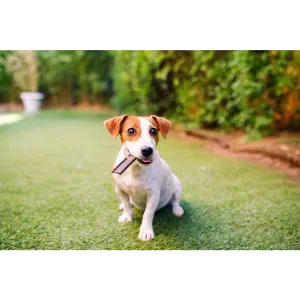 Veggiedent Zen Dental Dog Treats lifestyle with jack Russel dog
