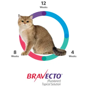 Bravecto Tick & Flea Spot On for Cats information picture of 12 weeks protection