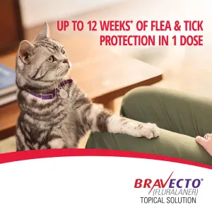 Bravecto Tick & Flea Spot On for Cats protection for your cat for twelve weeks