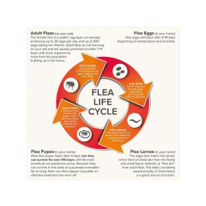 Fiprotec Spot On Tick & Flea Treatment for Cats flea life cycle