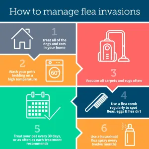 Advocate Mixed Parasite Spot On Treatment for Cats how to manage the flea infestation in your home