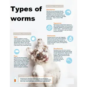 Milpro Deworming Tablet for Dogs types of worms infographic picture