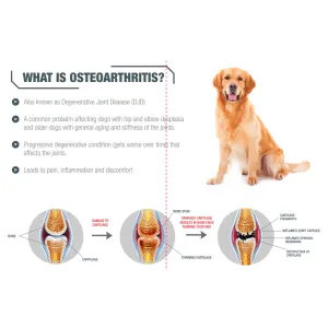 GCS Joint Care Advanced Powder For Dogs what is osteoarthritis