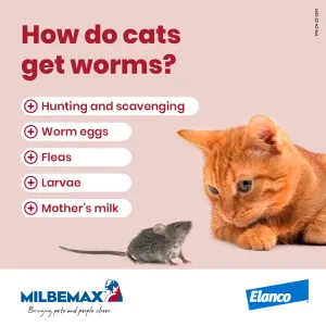 Milbemax Deworming Tablets for Kittens & Small Cats how cats get worms information picture