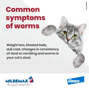 Milbemax Deworming Tablets for Kittens & Small Cats common symptoms information picture