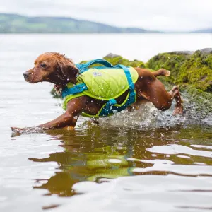 Standley Sport Life Jacket in brown dog running in water