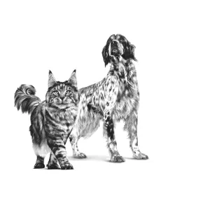 Royal Canin Recovery Tin Adult Wet Dog & Cat Food made for dogs and cats