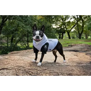 Dog Days Official Sharks Rugby Dog Hoodie lifestyle with black and white dog