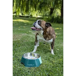 2-In-1 Hexagon Melamine & Stainless Steel Pet Bowl blue bowl with Boston Terrier