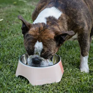2-In-1 Hexagon Melamine & Stainless Steel Pet Bowl lifestyle with pink bowl Boston Terrier