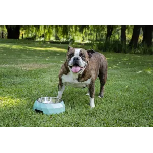 2-In-1 Diamond Melamine & Stainless Steel Pet Bowl green bowl lifestyle image with boston terrier
