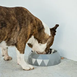2-In-1 Diamond Melamine & Stainless Steel Pet Bowl grey bowl with boston terrier drinking