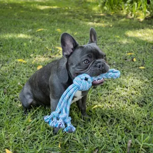 Tassel Rope Dog Ball Toy lifestyle with Frenchie