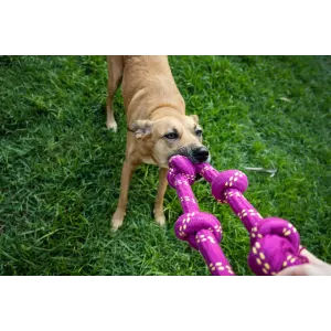 5 Knots Rope Dog Tug Toy plum with pulling from dog and human