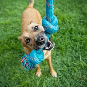5 Knots Rope Dog Tug Toy close up with dog and plum rope