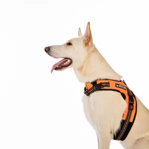 Triangle Walking Dog Harness lifestyle on white dog