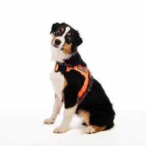 Triangle Walking Dog Harness lifestyle on brown dog
