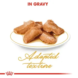 Royal Canin Adult Maine Coon Wet Cat Food chunks in gravy