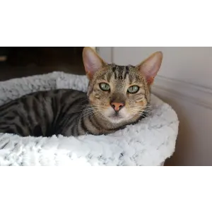 Plush Fleece-Lined Pet Bed lifestyle with brown cat