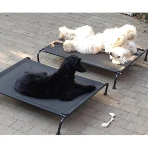 Hound Sleeper Patio Raised Dog Bed lifestyle with one white and one brown dog