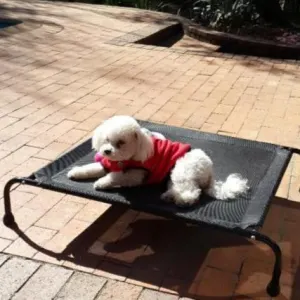 Hound Sleeper Patio Raised Dog Bed lifestyle with small white poodle