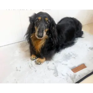 Scilly Mat for Dogs lifestyle with black and brown sausage dog