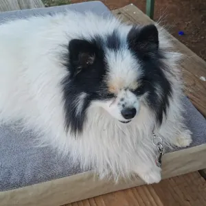 Dog-O-Pedic Memory Foam Dog Mattress lifestyle with white and black toy pom