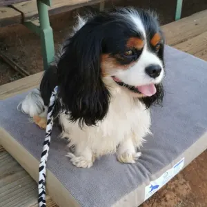Dog-O-Pedic Memory Foam Dog Mattress lifestyle with black, brown and white small dog