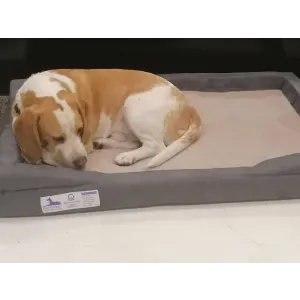 Dog-O-Pedic Orthopaedic Throne Dog Bed lifestyle with curled up white and brown dog