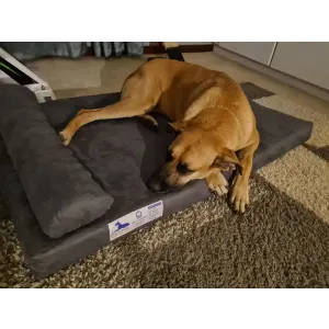 Pharoah Memory Foam Dog Bed lifestyle with large brown dog