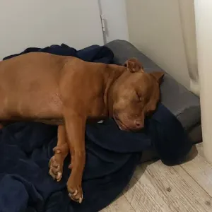 Pharoah Memory Foam Dog Bed lifestyle with brown dog on pillow