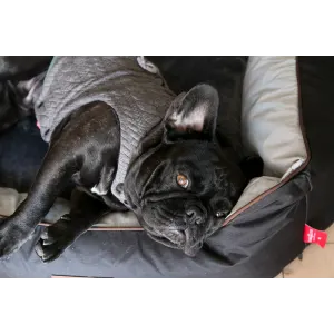 Dog's Life Premium Country Waterproof Bed - Black lifestyle two close up with black Frenchie in jersey