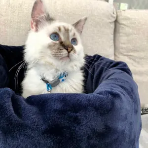 Wagworld Nap Sack navy lifestyle with white kitten