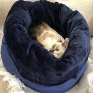 Wagworld Nap Sack navy with small brown kitten