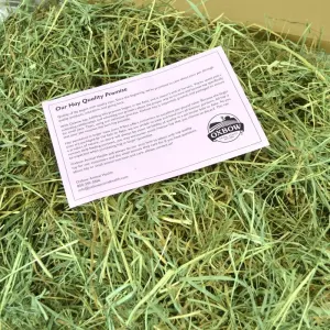 Orchard Grass Feeding Hay for Small Pets actual Hay in box