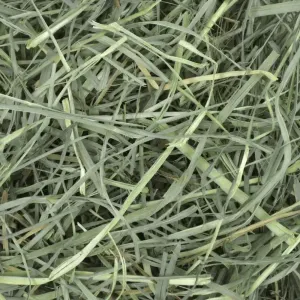 Orchard Grass Feeding Hay for Small Pets close up of hay