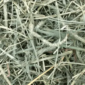 Western Timothy Hay & Orchard Grass Blend for Small Pets actual Hay