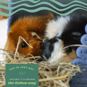 Western Timothy Hay & Orchard Grass Blend for Small Pets its not just hay its Oxbow