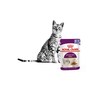 Royal Canin Sensory Smell Wet Cat Food - Gravy lifestyle with black and white cat