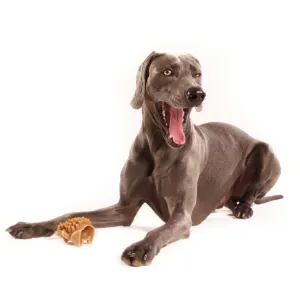 Whimzees Hedgehog Dental Dog Treats lifestyle with brown dog
