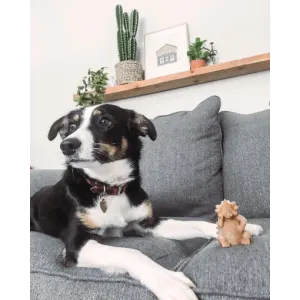 Whimzees Hedgehog Dental Dog Treats lifestyle with black and white dog