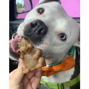 Whimzees Hedgehog Dental Dog Treats lifestyle with white dog